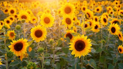 Honderd Jaar Ukkelse Toneelgroep DE ZONNEBLOEM - DF Vorst