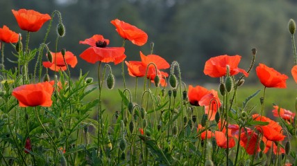 Daguitstap Ieper en Belle/Bailleul door DF-Vorst